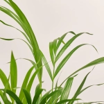 Зображення товару Дипсіс Лутесценс, артикул: 21683