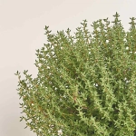 Зображення товару Мікс пряних трав, артикул: 4548