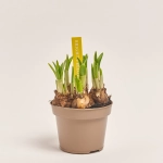 Зображення товару Нарцис Тет-а-Тет, артикул: 34294