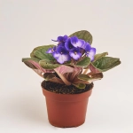 Зображення товару Сенполія мікс, артикул: 18381