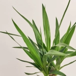 Зображення товару Юкка 1ст., артикул: 37424