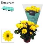 Зображення товару Хризантема Маргаріта, артикул: 57257