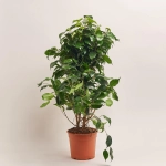 Зображення товару Фікус бе Даніель, артикул: 54594