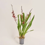 Зображення товару Буррагера Барокко Ред 3ст., артикул: 53104