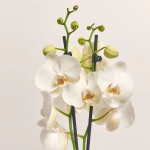Зображення товару Фаленопсис 2ст. білий мікс, артикул: 2719