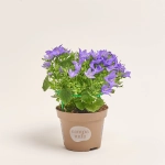 Зображення товару Кампанула, артикул: 19042