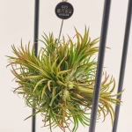 Зображення товару Тілландсія Куб мікс, артикул: 57009