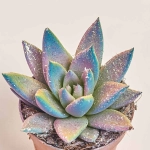 Зображення товару Ехеверія Міранда гліттер, артикул: 3642