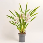 Зображення товару Цимбідіум мікс 3ст., артикул: 44645