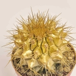 Зображення товару Ехінокактус Рейнбов новорічний мікс, артикул: 53636