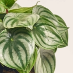 Зображення товару Пеперомія Аргірея, артикул: 52379