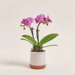 Зображення товару Фаленопсис міні в кер. 2ст., артикул: 1322