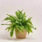 Зображення товару Нефролепіс та Кашпо Сет 522, артикул: 55086