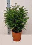 Зображення товару Араукарія Гетерофіла, артикул: 52983