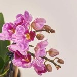 Зображення товару Фаленопсис міні 2ст. рожевий, артикул: 55521