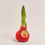 Зображення товару Амариліс мікс у воску, артикул: 32504