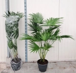 Зображення товару Лівістона Ротундіфолія, артикул: 57318