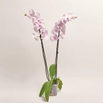 Зображення товару Фаленопсис 2ст. мікс, артикул: 18519