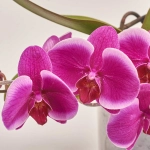 Зображення товару Фаленопсис "Тейбл" 2ст., артикул: 53756