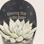 Зображення товару Ехеверія Міранда люмінісцентна, артикул: 53417