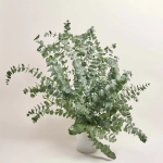 Зображення товару Евкаліпт Гунні, артикул: 44895