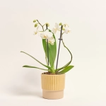 Зображення товару Фаленопсис Мф 2ст. в кер, артикул: 38133