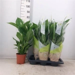 Зображення товару Спатифіллум Вівальді, артикул: 53885