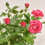 Зображення товару Троянда мікс, артикул: 52804