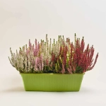 Зображення товару Калуна Кватро, артикул: 52520