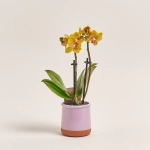 Зображення товару Фаленопсис міні в кер. 2ст., артикул: 1322