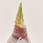 Зображення товару Амариліс "Вінтер Вондерленд" мікс на підставці, артикул: 53629