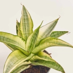 Зображення товару Сансевієрія Габрієлла Краун, артикул: 57161