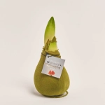 Зображення товару Амариліс "Вельвет Тач" Мос Грін, артикул: 54182