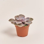 Зображення товару Ехеверія мікс, артикул: 38516