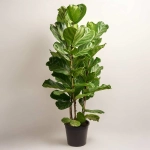 Зображення товару Фікус Лірата 3ст., артикул: 51570