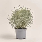 Зображення товару Леукофіта Брауні, артикул: 53202