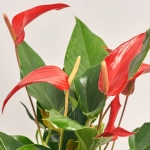 Зображення товару Антуріум Лілі Ред, артикул: 55888