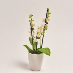 Зображення товару Фаленопсис міні в кер. 2ст., артикул: 18851