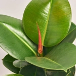 Зображення товару Фікус ел Хлоя, артикул: 55399