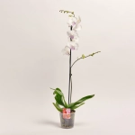 Зображення товару Фаленопсис 1ст. мікс, артикул: 18850