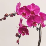 Зображення товару Фаленопсис каскад "Бумеранг" 2ст. мікс, артикул: 49750