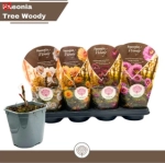 Зображення товару Півонія Суфрутикоза мікс, артикул: 57024