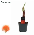 Зображення товару Скадоксус Мультифлора, артикул: 56903