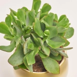 Зображення товару Сукулент мікс, артикул: 41177