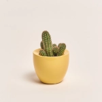 Зображення товару Кактус мікс в кер., артикул: 33834