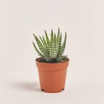 Зображення товару Хавортія Біг Бенд, артикул: 54988