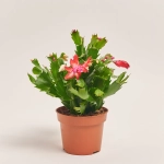 Зображення товару Шлюмбергера мікс, артикул: 41536