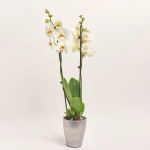 Зображення товару Фаленопсис Білий та Кашпо Сет 536, артикул: 56124