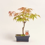 Зображення товару Бонсай в кер., артикул: 17924