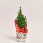 Зображення товару Кипарис Елвуді Декор в кер., артикул: 32113